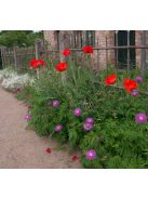 Szürkés imola / CENTAUREA dealbata 'Pink Passion'