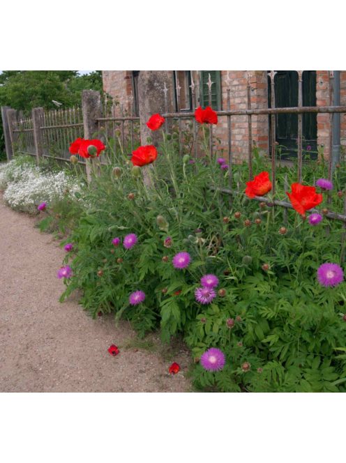 Szürkés imola / CENTAUREA dealbata 'Pink Passion'