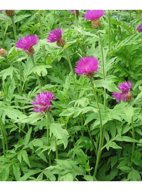 Szürkés imola / CENTAUREA dealbata 'Pink Passion'