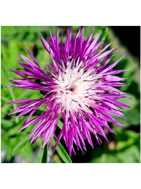 Szürkés imola / CENTAUREA dealbata 'Pink Passion'