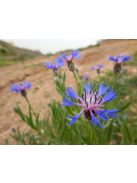 Tarka imola / CENTAUREA triumfettii 