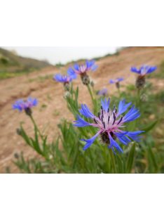 Tarka imola / CENTAUREA triumfettii 