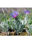 Tarka imola / CENTAUREA triumfettii 