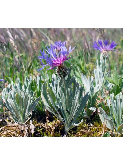 Tarka imola / CENTAUREA triumfettii 