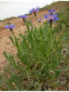 Tarka imola / CENTAUREA triumfettii 