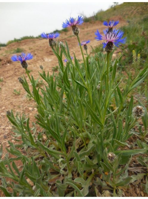 Tarka imola / CENTAUREA triumfettii 