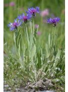 Tarka imola / CENTAUREA triumfettii 