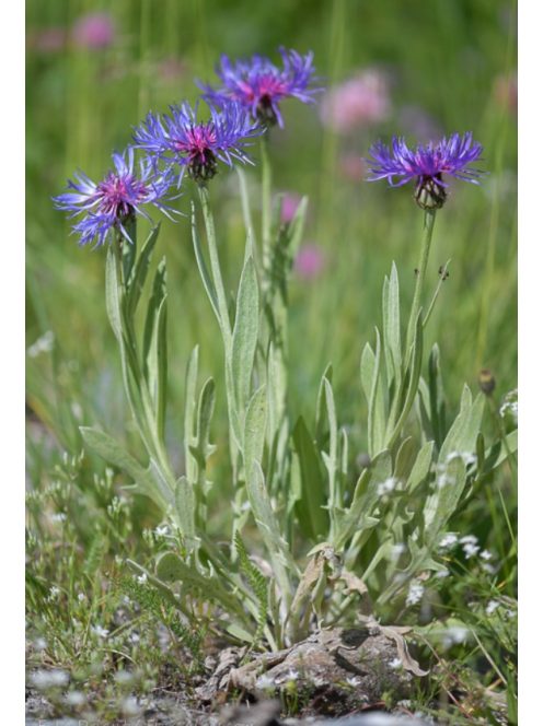 Tarka imola / CENTAUREA triumfettii 