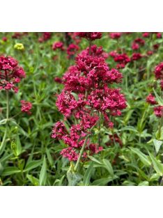   Piros sarkantyúvirág / CENTRANTHUS ruber var. coccineus 'Rosenrot'