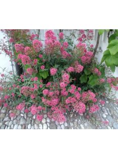   Piros sarkantyúvirág / CENTRANTHUS ruber var. coccineus 'Rosenrot'