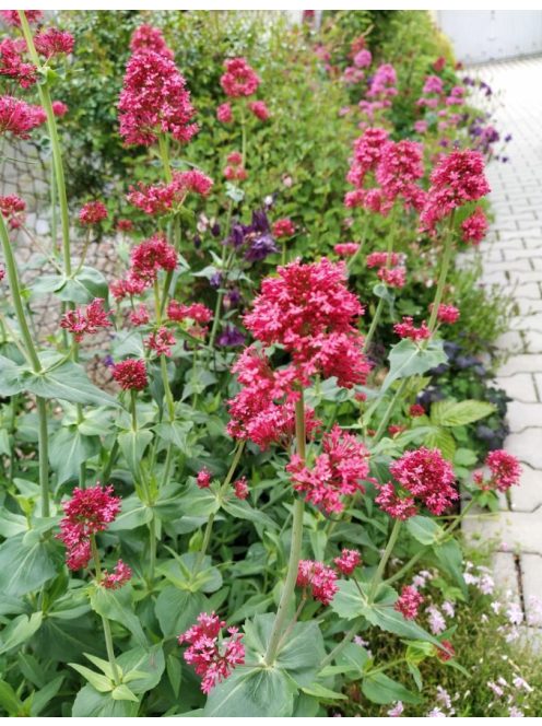 Piros sarkantyúvirág / CENTRANTHUS ruber var. coccineus 'Rosenrot'
