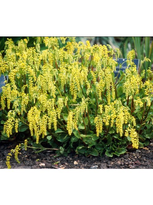 Sűrűlevél / CHIASTOPHYLLUM oppositifolium 