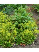 Sűrűlevél / CHIASTOPHYLLUM oppositifolium 