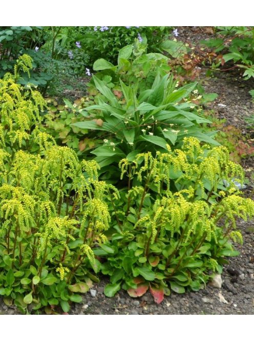 Sűrűlevél / CHIASTOPHYLLUM oppositifolium 
