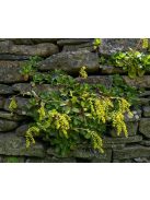 Sűrűlevél / CHIASTOPHYLLUM oppositifolium 