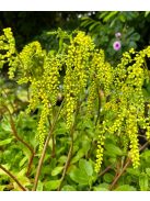 Sűrűlevél / CHIASTOPHYLLUM oppositifolium 