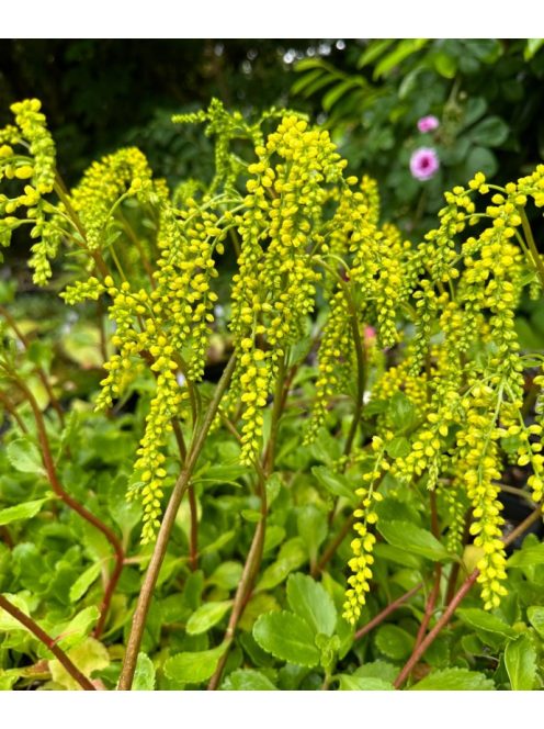 Sűrűlevél / CHIASTOPHYLLUM oppositifolium 