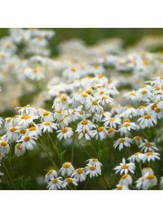 Sátoros varádics / TANACETUM corymbosum 