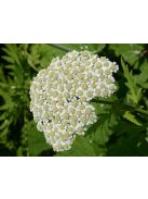 Nagylevelű margitvirág / TANACETUM macrophyllum 