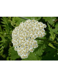 Nagylevelű margitvirág / TANACETUM macrophyllum 