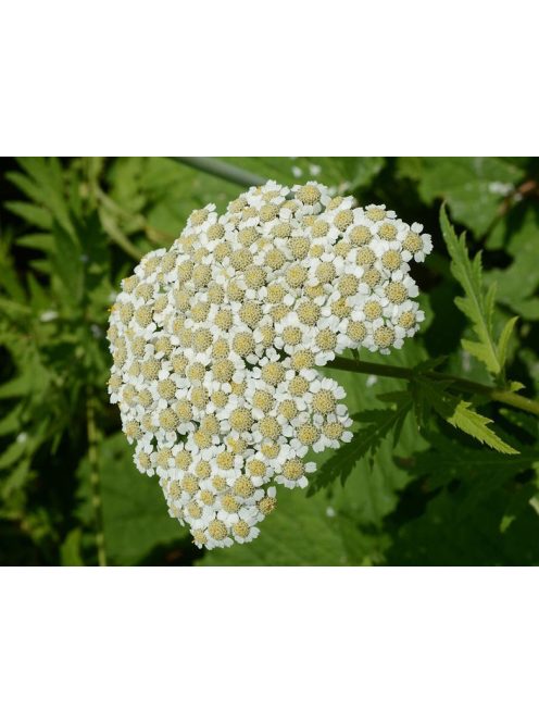 Nagylevelű margitvirág / TANACETUM macrophyllum 