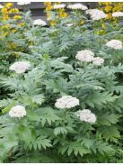 Nagylevelű margitvirág / TANACETUM macrophyllum 