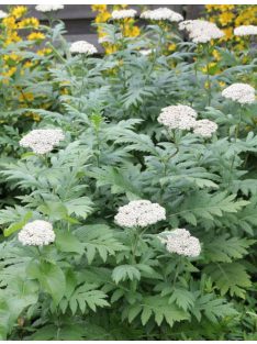 Nagylevelű margitvirág / TANACETUM macrophyllum 