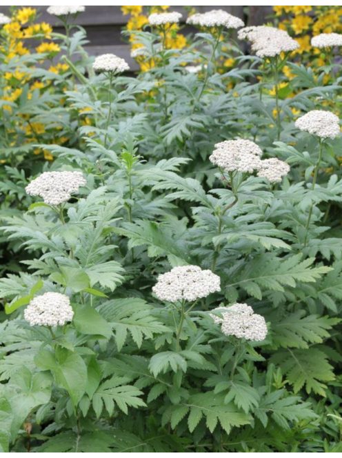 Nagylevelű margitvirág / TANACETUM macrophyllum 