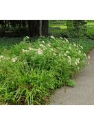 Nagylevelű margitvirág / TANACETUM macrophyllum 
