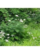 Nagylevelű margitvirág / TANACETUM macrophyllum 
