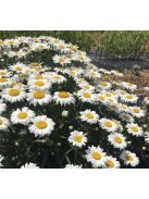 Margaréta / LEUCANTHEMUM x superbum Nanus 'Silberprinzeßchen'