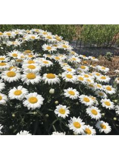   Margaréta / LEUCANTHEMUM x superbum Nanus 'Silberprinzeßchen'
