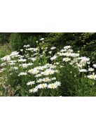 Margaréta / LEUCANTHEMUM x superbum Nanus 'Silberprinzeßchen'