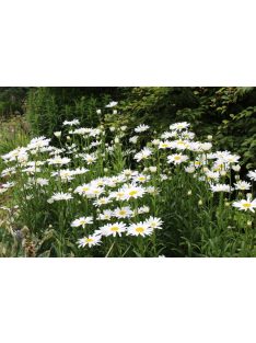   Margaréta / LEUCANTHEMUM x superbum Nanus 'Silberprinzeßchen'