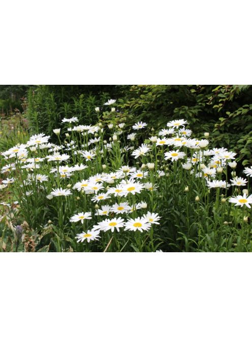 Margaréta / LEUCANTHEMUM x superbum Nanus 'Silberprinzeßchen'