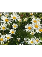Margaréta / LEUCANTHEMUM x superbum Nanus 'Silberprinzeßchen'