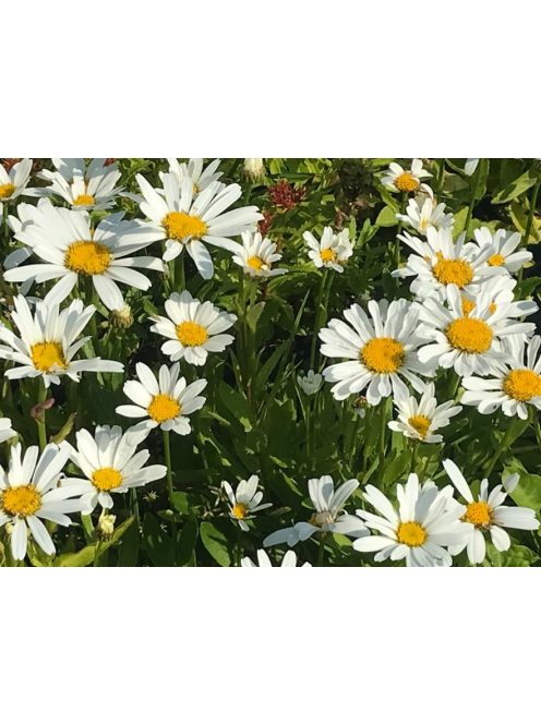 Margaréta / LEUCANTHEMUM x superbum Nanus 'Silberprinzeßchen'