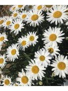Margaréta / LEUCANTHEMUM x superbum Nanus 'Silberprinzeßchen'