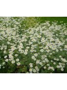 Őszi margitvirág / TANACETUM parthenium 'Golden Moss'