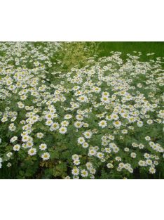   Őszi margitvirág / TANACETUM parthenium 'Golden Moss'