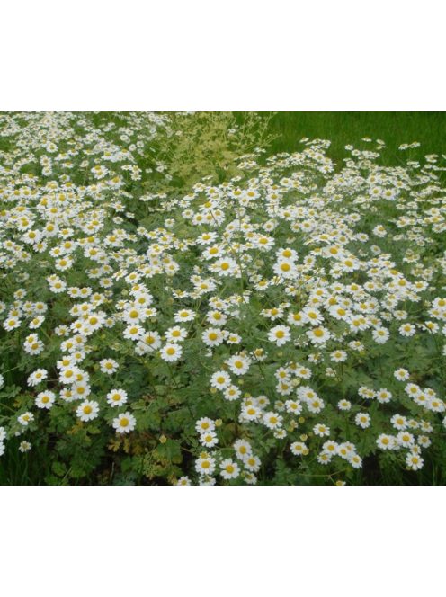 Őszi margitvirág / TANACETUM parthenium 'Golden Moss'