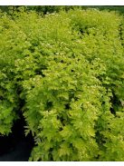 Őszi margitvirág / TANACETUM parthenium 'Golden Moss'