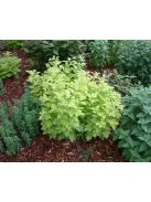 Őszi margitvirág / TANACETUM parthenium 'Golden Moss'