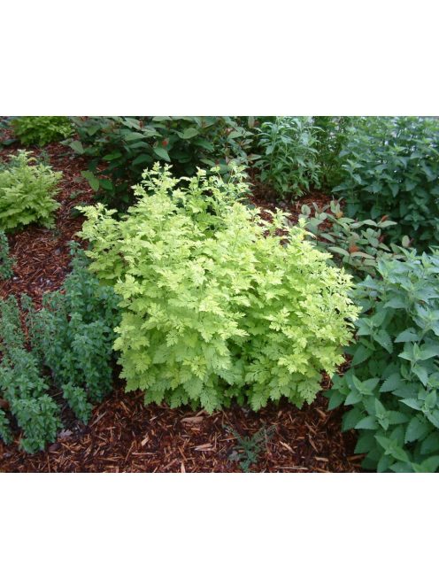 Őszi margitvirág / TANACETUM parthenium 'Golden Moss'