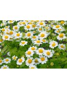 Őszi margitvirág / TANACETUM parthenium 'Golden Moss'