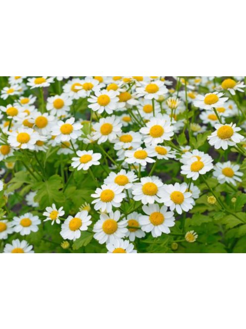 Őszi margitvirág / TANACETUM parthenium 'Golden Moss'