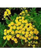 Gilisztaűző varádics / TANACETUM vulgare 