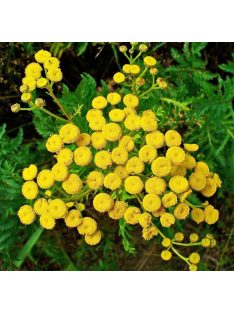 Gilisztaűző varádics / TANACETUM vulgare 