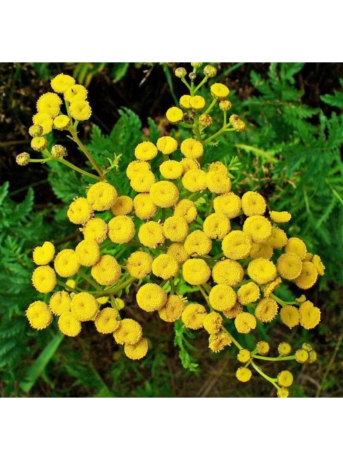 Gilisztaűző varádics / TANACETUM vulgare 