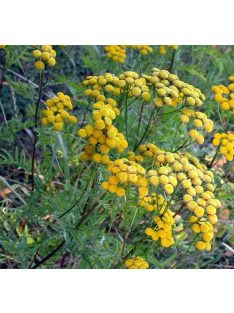 Gilisztaűző varádics / TANACETUM vulgare 